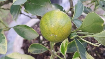 tắc cẩm thạch(quất cẩm thạch)phú quý cho gia chủ!