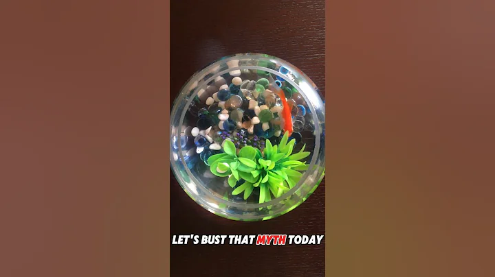 Do Goldfish Really Have a 3-Second Memory? 🐟 Myth BUSTED!