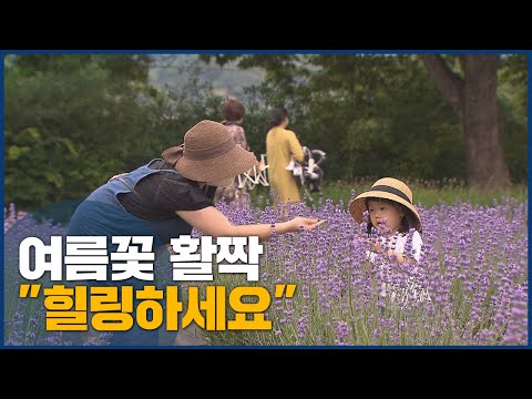 보랏빛 라벤더 향연, 수국도 고갯짓 &amp;#39;<strong>여름꽃</strong> 활짝&amp;#39;