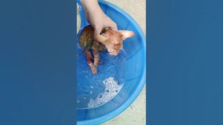 Watch the video about Leeza takes a bath for the first time#cat #kitten #cutecat🥰 #catperson #catworld