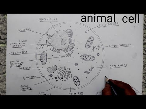 how to draw animal cell I how to draw animal cell class 9 I how to draw animal cell easily