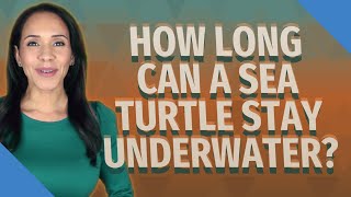 How long can a sea turtle stay underwater?