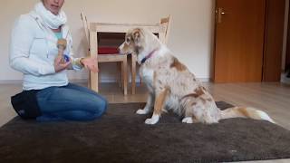 Hundetrick: Hund lernt, einen Gegenstand im Maul halten | Hund etwas im Maul halten beibringen