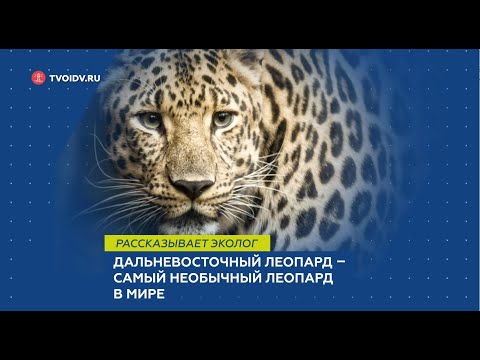 Дальневосточный леопард – самый необычный леопард в мире