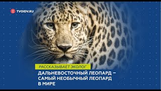Дальневосточный леопард – самый необычный леопард в мире