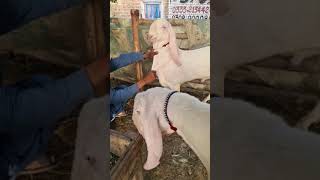 Sajawal Goat farming in Pakistan .03368056786.Rajanpuri Bakra