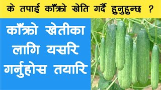 काँक्रो खेती गर्ने तरिका, प्रबिधी र जानकारी || Cucumber Cultivation In Nepal ||  Krishi Sandesh