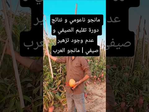 مانجو ناعومي و نتائج دورة تقليم الصيفي و عدم وجود تزهير صيفي مانجو العرب