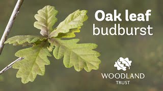 Oak leaf budding Timelapse | Woodland Trust