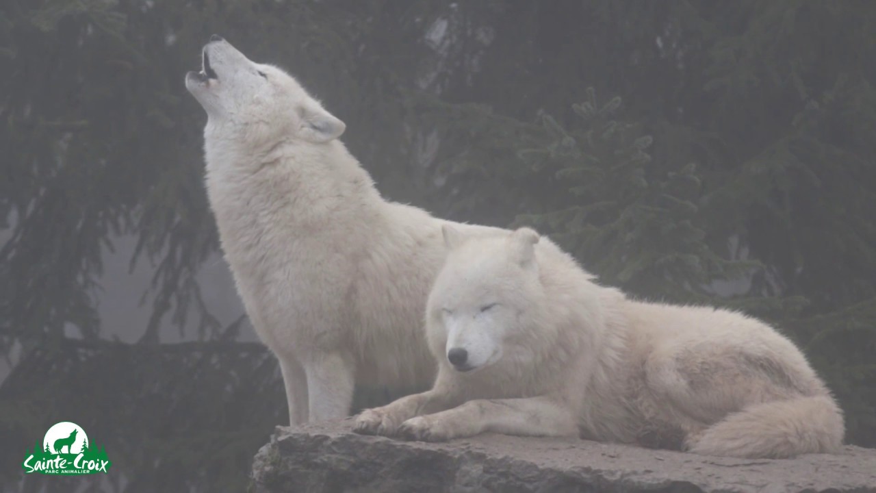 Hurlement des loups arctiques dans la brume - YouTube