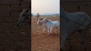 bailgadi race.khillar.desi bailjodi.yavatmal.pushkar cattle fair.bull race.