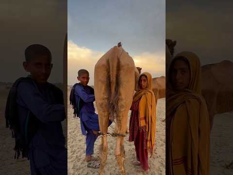 camels milk #traditional