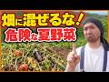 【絶対NG】その夏野菜の片付け方、次の野菜がダメになります！