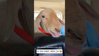 BAKRID 2026 | Hindiganala | Retteri Goat Market 2026 #goat #sheep #farming #video #fyp #market