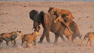 Most Amazing Moments Of Wild Animal Fight! |The Best Of Animal Attack| 2022