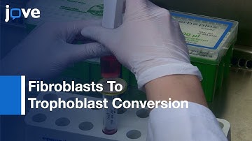 Direct Conversion: Murine Embryonic Fibroblasts Into Trophoblast Stem Cells (Protocol)