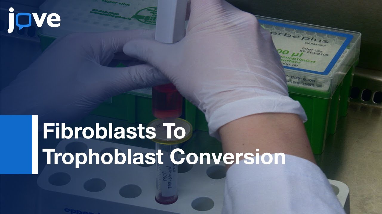 Direct Conversion: Murine Embryonic Fibroblasts Into Trophoblast Stem Cells (Protocol)