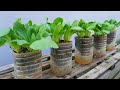 How to grow vegetables Bok Choy (Pak Choy) at home with only 1 $