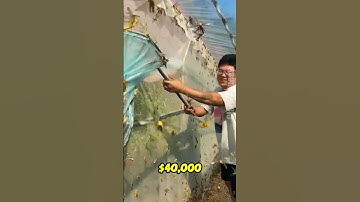He’s Farming Thousands of Grasshoppers—and Earning Big Money!