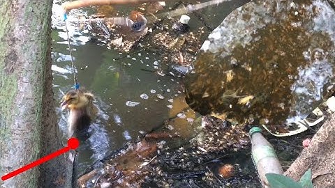 Câu cá lóc nhấp cá lóc bằng vịt, bầy khói đèn khủng chiêm ngưỡng pha bay táp hấp dẫn cận cảnh