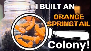 I Built An Orange Springtail Colony