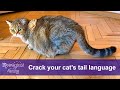 How to Read Your Cat&#39;s Tail Wagging? ❤️