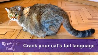 How to Read Your Cat's Tail Wagging? ❤️ by Meowgical family 4,090 views 1 year ago 1 minute, 43 seconds