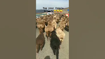 Share To Your Female Friend Walking Butt Twerk Shorts Subscribe Viral Trending Vibe Fun 