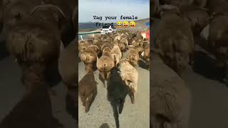 Share To Your Female Friend