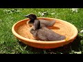 Indian runner ducklings 8 days old bath time cute!