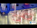 Msc mesenchymal stem cell 3d culture scaleup    dropletbead method with vitrogel msc