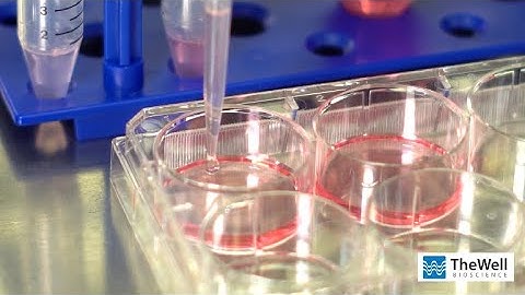 MSC (Mesenchymal Stem Cell) 3D Culture Scale-up  |  Droplet/Bead Method with VitroGel®️ MSC