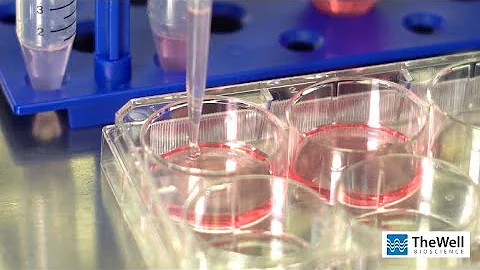 MSC (Mesenchymal Stem Cell) 3D Culture Scale-up  |...