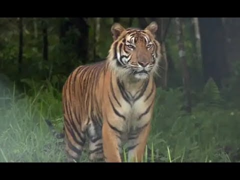 Harimau sumatera Mengaum di lokasi Pertambangan 