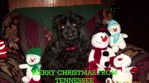 Christmas Music. Dogs Barking Jingle Bell's. Our Dog. Merry Christmas.