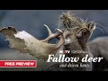 Fallow Deer And Driven Hunts | Free Episode | MyOutdoorTV