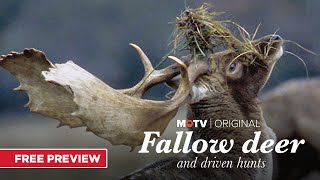 Fallow Deer And Driven Hunts | Free Episode | MyOutdoorTV
