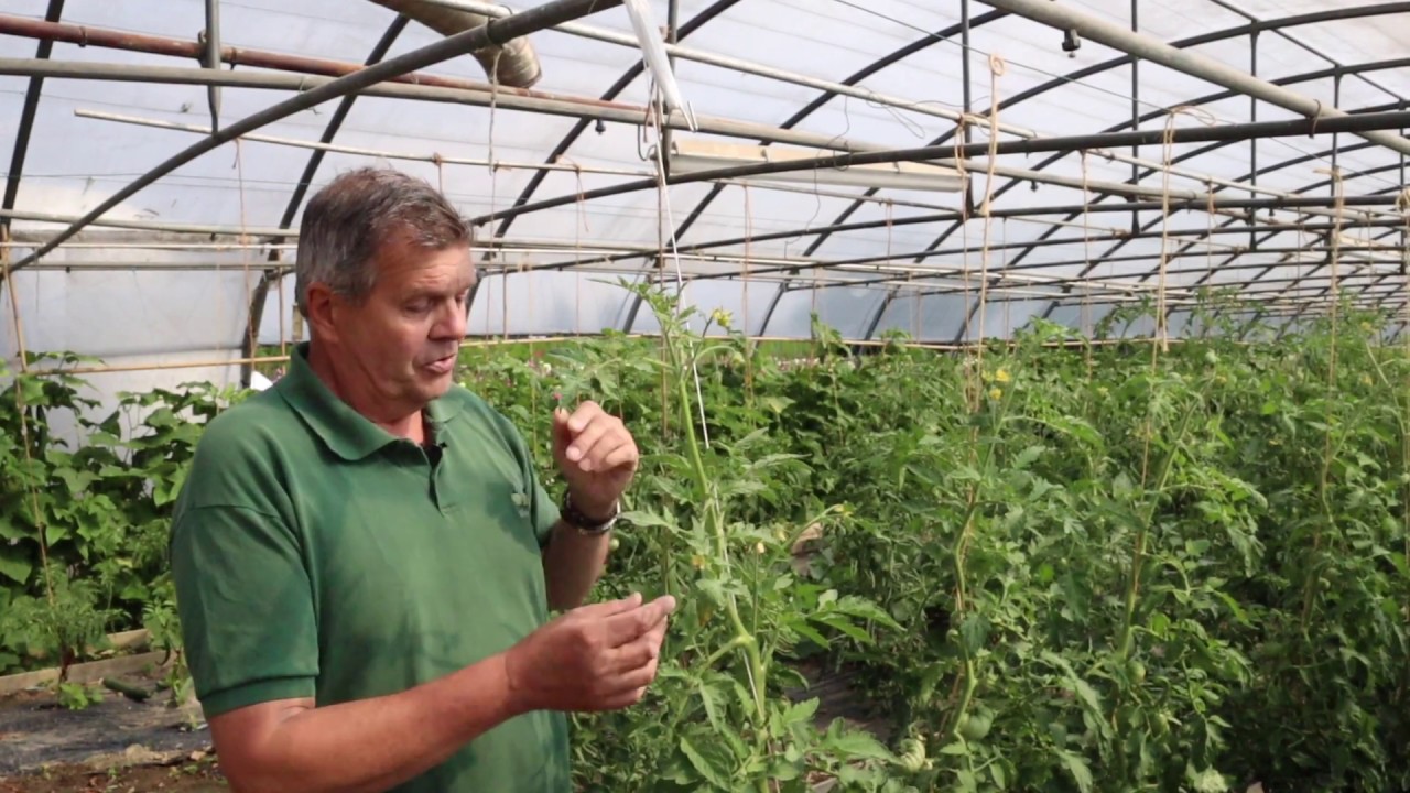 Comment Tuteurer Les Tomates Serres Natural Youtube