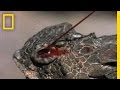 Regal Horned Lizard Facts and Defense