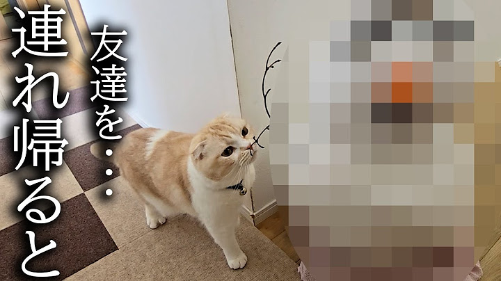 こっそり友達を連れ帰ったら先住猫と犬が大変なことに...