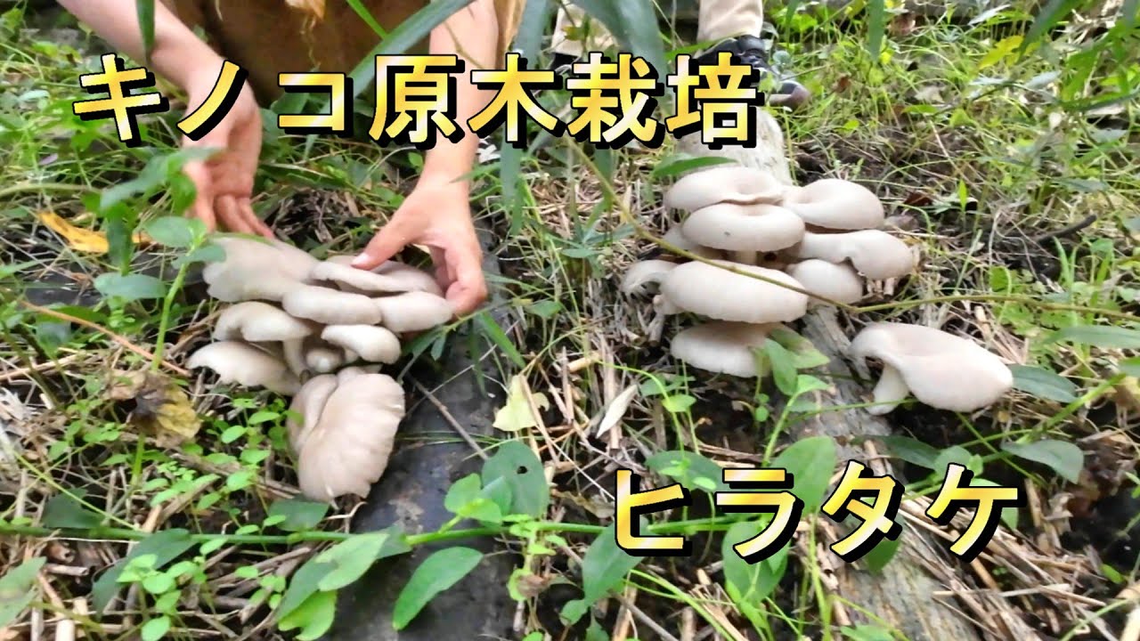 【キノコ原木栽培】ヒラタケ
