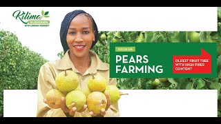 Focus on Pear Farming | Kilimo na Biashara screenshot 4