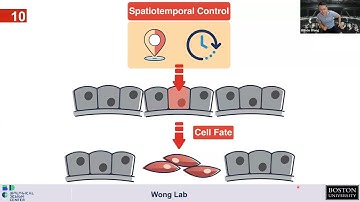 Build-a-Cell seminar Wilson Wong: Synthetic recombinase circuits: cell-free and mammalian patterning