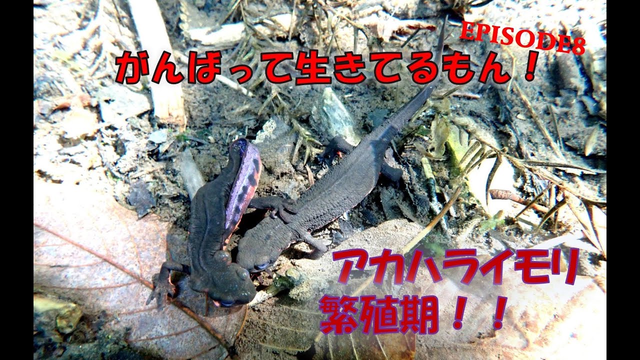 春がきた アカハライモリ繁殖期 オスの驚くべき行動とは Youtube