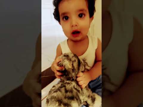 الف تبعنللد يا ايا