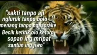 kumpulan kata2 bijak macan putih #macanputih#