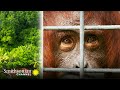 Zlippa and Tulia's Journey to Freedom