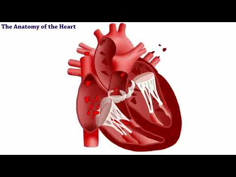 تشريح القلب للأطباء Anatomy Of The Heart