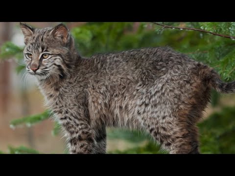 Video: Pixiebob (mačka)