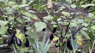Eggplant Renewal Pruning: How to Grow Autumn Eggplants Even with